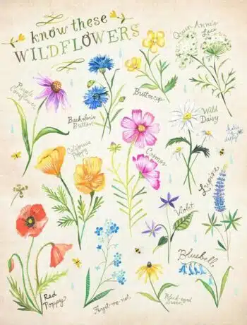 Know these wildflowers